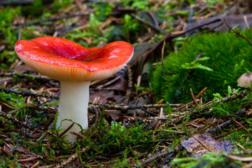 Fungi, mushrooms in a forest