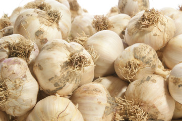 Knoblauchzehen nach der Ernte