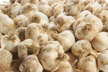 Knoblauchzehen nach der Ernte