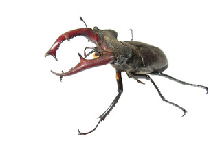 stag-beetle coming into attack on the white