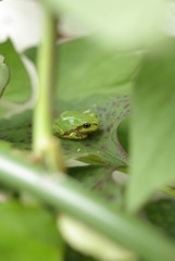 うちのカエル君