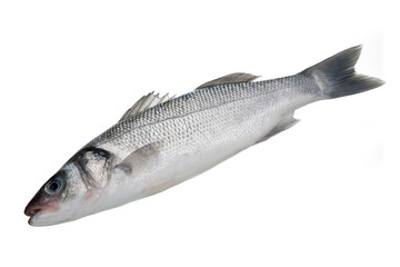 Bass fish 2