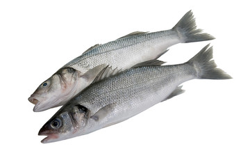 Bass fishes