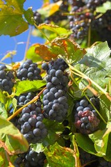 Reifer Wein