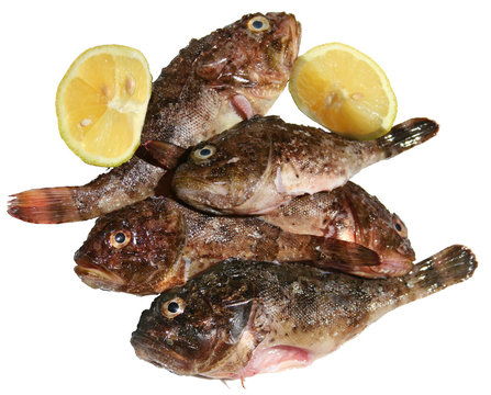 Piatti di pesce fresco