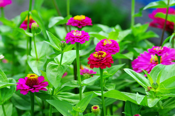 Zinnia flowers