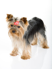 Yorkshire terrier