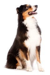 Black and Brown Australian Shepard