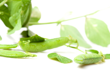 freshly picked green garden peas with stalk and leaves
