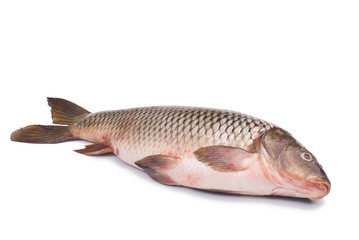 Freshwater fish