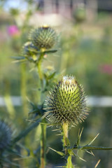 distel