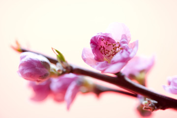 Obraz premium 桃の花