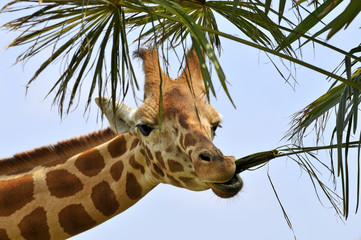 Portrait d'une Girafe mangeant une feuille de palmier
