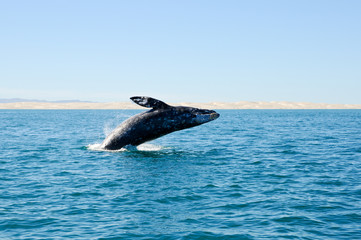 Grauwal Whale Watching - obrazy, fototapety, plakaty