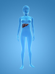 weiblicher körper mit leber