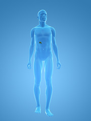 m&auml;nnlicher k&ouml;rper mit gallenblase