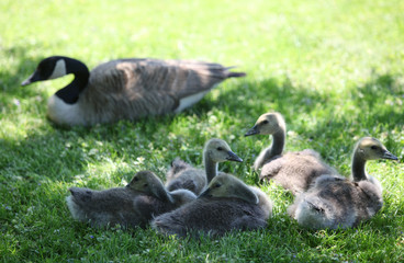 baby geese with mom