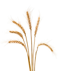 Fototapeta premium wheat isolated on white background