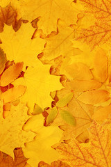 Autumn leaves