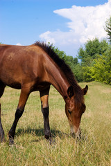 Fototapeta premium Brown horse grazing