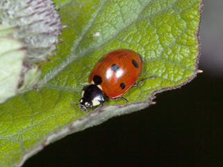 The ladybird on a leaflet searches Aphid