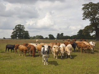 young heifers