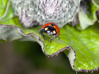 The ladybird on a leaflet searches Aphid