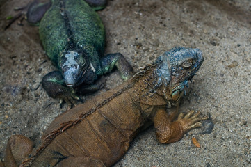 iguana lizards