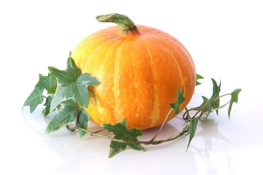 K&uuml;rbis Orange