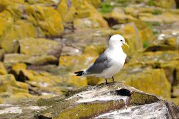 Kittiwake (Larus tridactyla) on a rock