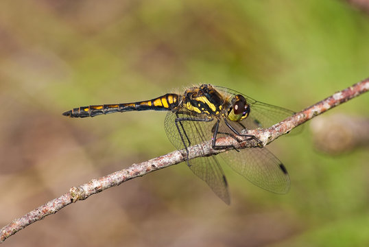 Dragonfly - Black Darter
