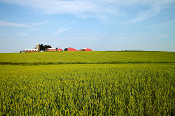 American Farm © Jack Kunnen