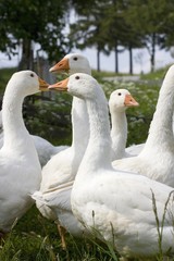 Domestic Geese