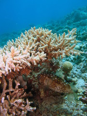Naklejka na ściany i meble coral mer rouge