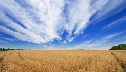 Obraz premium champ de blé mur