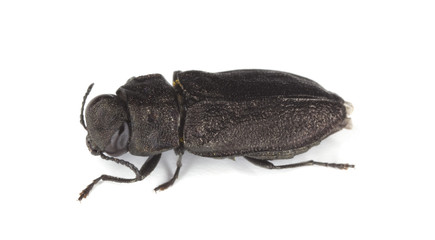 Metallic wood-boring beetle (Anthaxia quadripunctata)