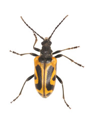 Long horn beetle (Brachyta interrogationis)