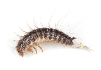 Dermestid beetle larvae isolated on white background.