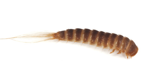 Dermestid beetle larvae isolated on white background.