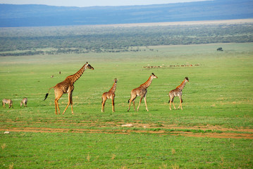 Giraffe mother with foals