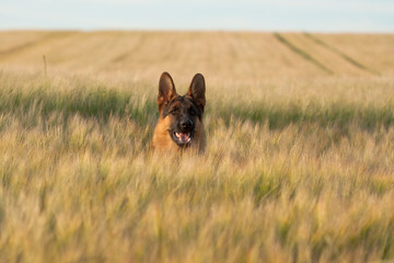 German Shepherd