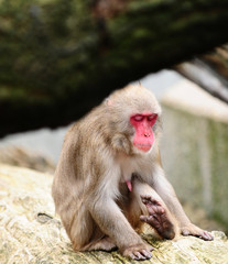 Naklejka premium affe