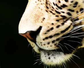 Foto op Canvas leopard © Natallia Vintsik