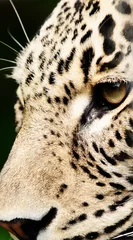 Foto op Canvas leopard © Natallia Vintsik