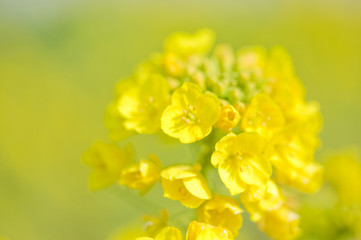 菜の花