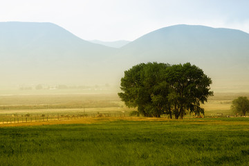 Tree behind a farm