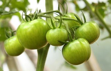 Bunch of unripe tomatoes