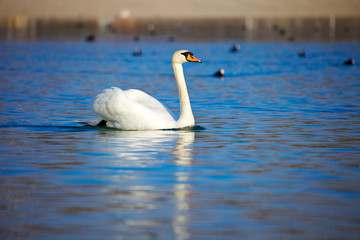 Obraz premium Elegant Swan on the blue lake