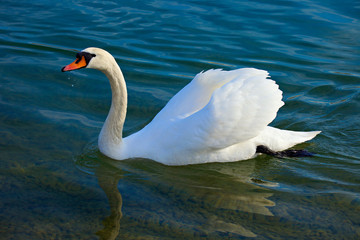 Elegant Swan on the blue lake