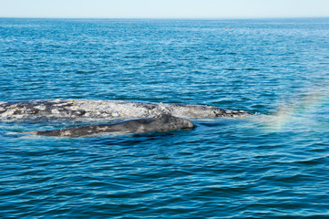 Grauwal Whale Watching